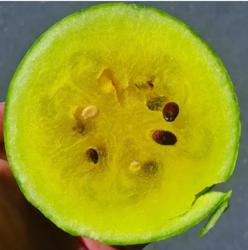 Van Kalkeren Fruit 5