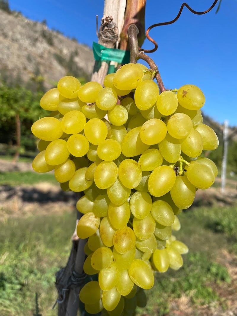 Zia Farm