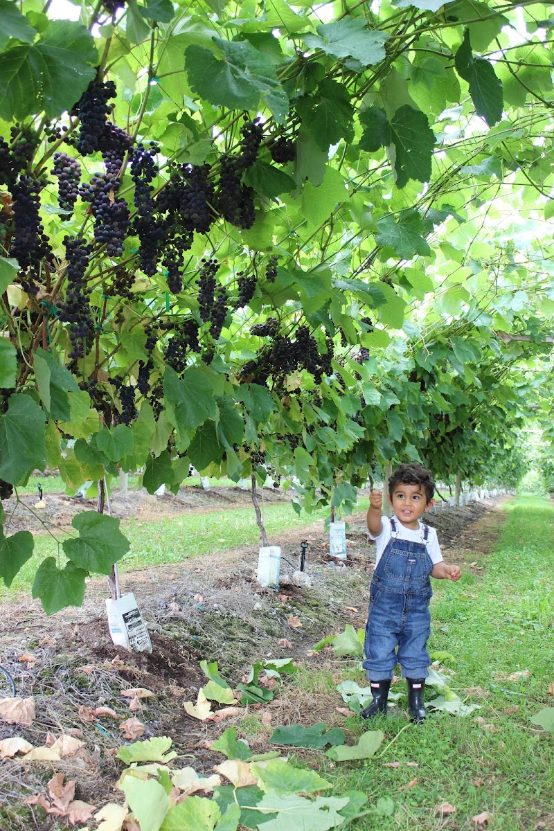 Zia Farm 5